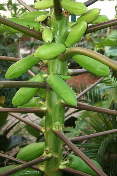 Groene Bananenboom Met Bladeren — Stockfoto
