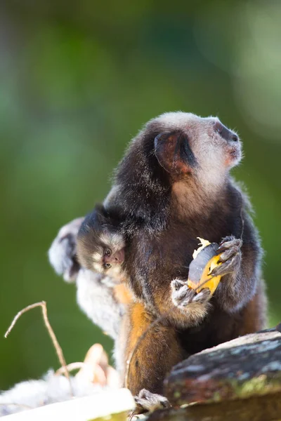 Маленька Мавпа Їсть Свою Матір — стокове фото