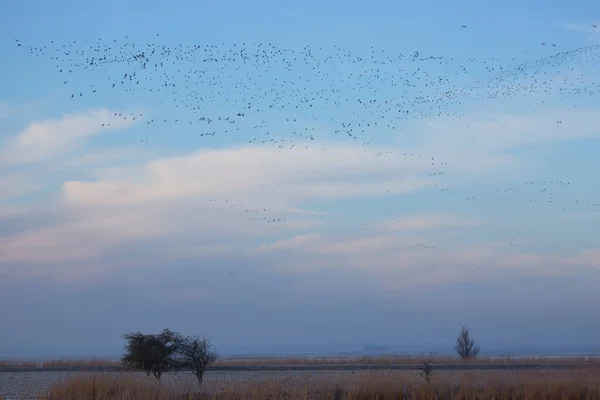 Troupeau Oiseaux Dans Ciel — Photo