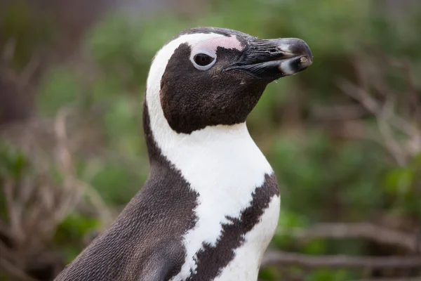 Черноголовый Пингвин Скале — стоковое фото