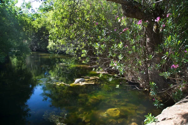 Ormanın derinliklerindeki kayalar ve bitkilerle dolu nehir manzarası