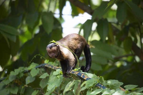 Singe Mignon Dans Habitat Naturel — Photo