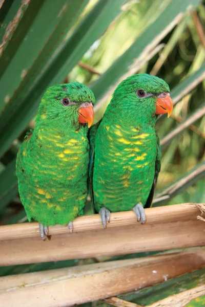 Papagaios Verdes Zoológico — Fotografia de Stock