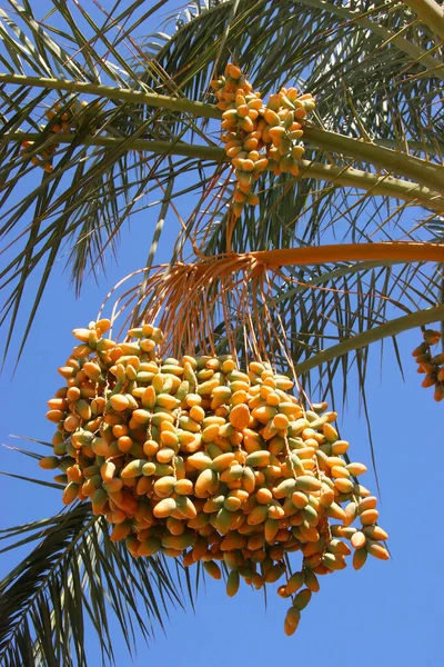 Güzel bir hurma ağacının yakın çekimi.