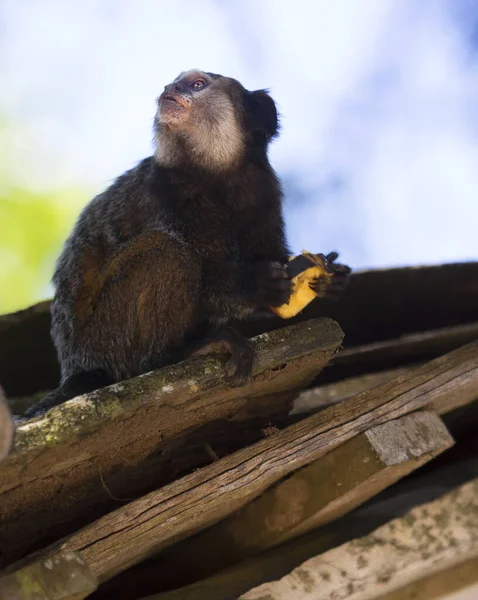 Vithuvad Eller Tuftad Silkesapa Callithrix Geoffroyi Sydd Gren — Stockfoto