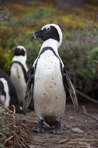 海里的Gentoo企鹅 — 图库照片