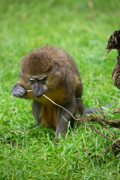 Promenerande Kvinnlig Guldmagad Mangabey Cercocebus Krysogaster — Stockfoto