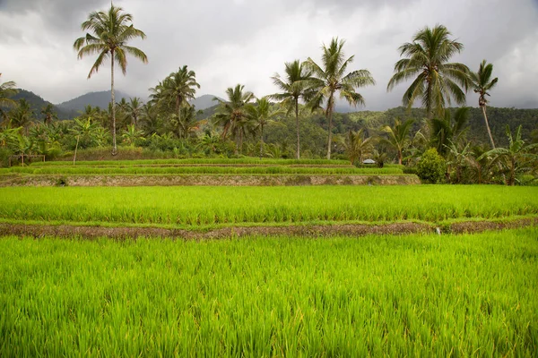 Paddyfält Eller Sawa Landskap Med Växande Risväxter — Stockfoto