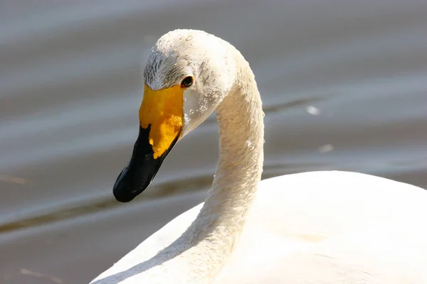 Красивый Белый Лебедь Озере — стоковое фото