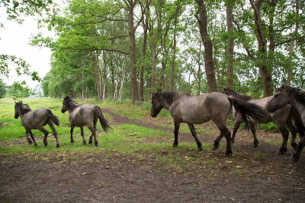 Kudde Wilde Konik Paarden — Stockfoto