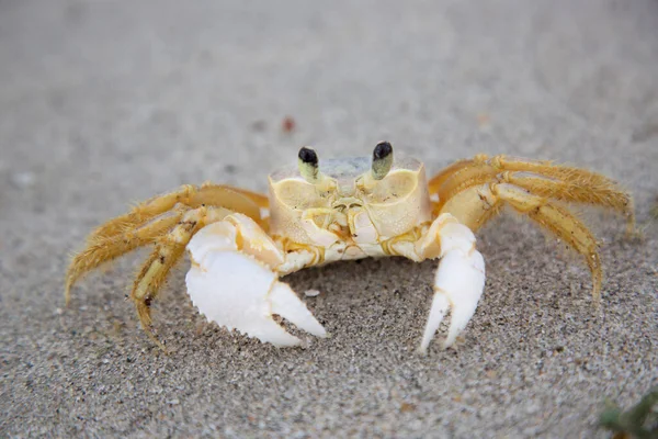 Atlantik hayalet yengeci, Ocypode dörtlüsü alçak gelgitte sahilde yanlamasına yürüyor