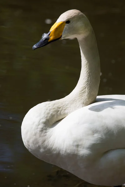 Cisne Branco Bonito Lago — Fotografia de Stock