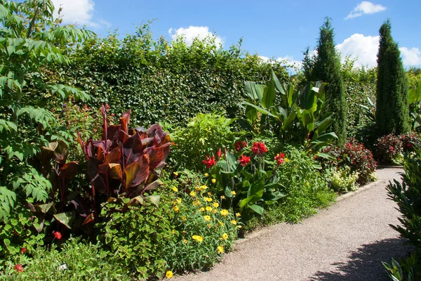 Bellissimi Fiori Che Crescono Nel Giardino Estivo — Foto Stock