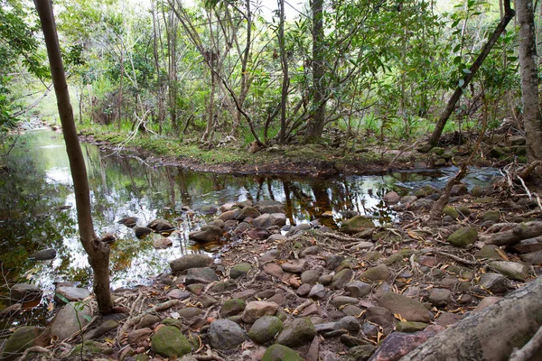 Ormandaki nehir suyu, manzara 