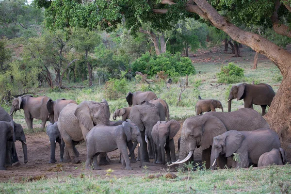 Elefantes Africanos Sabana Familia Grande Que Caminan Pozo Seco Encima — Foto de Stock