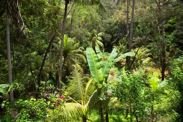 Gyönyörű Dzsungel Növényzet Természetes Jelenet — Stock Fotó