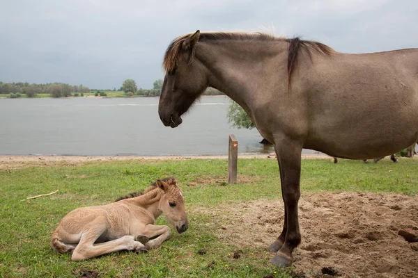 free-roaming wild Konik horses along the river shoreline and dikes, mother love of mare with foal