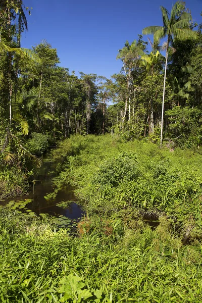 Όμορφη Θέα Του Καταπράσινου Στη Ζούγκλα — Φωτογραφία Αρχείου
