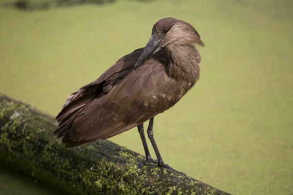 Hamerkop Scopus Deštník Stojící Spadlém Kmeni Poblíž Řeky Zářící Peří — Stock fotografie