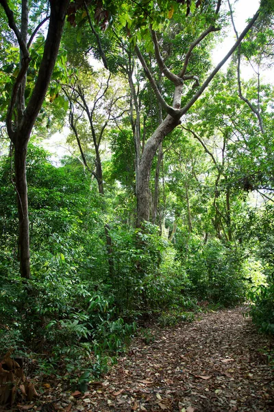 Güzel tropikal orman, orman yeşilliği