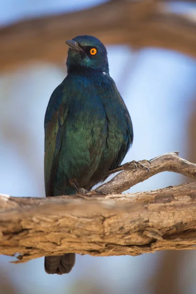 Caza Cerca Cabo Brillante Estornino Lamprotornis Nitens Recoger Insectos Que — Foto de Stock