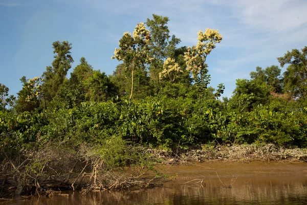 Tropikal bir nehrin kıyısında ayakta duran mangrov ağacı kökleri