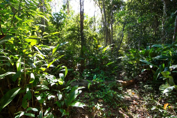 Güzel botanik çekimi, tropik yeşillik
