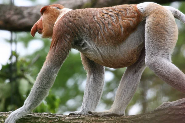 Uma Foto Close Macaco Proboscis Bonito — Fotografia de Stock