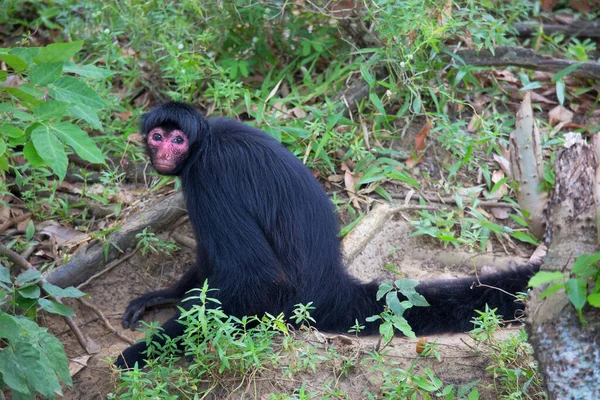 Macaco Aranha Cara Vermelha Ateles Paniscuscaught Habitat Natural — Fotografia de Stock