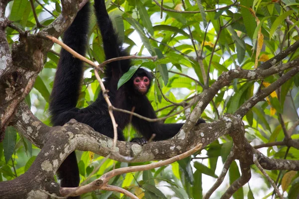 Majom Dzsungelben Természetes Élőhely — Stock Fotó