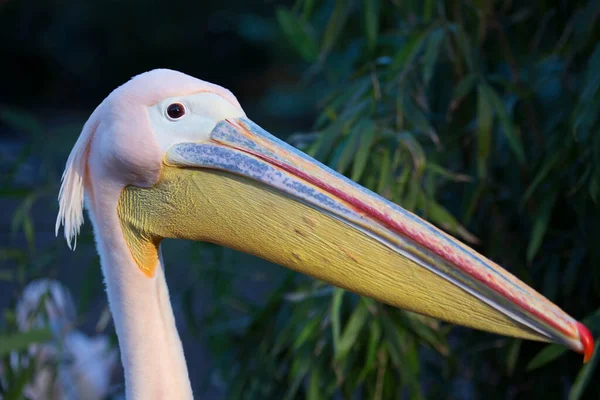 Nahaufnahme Von Dalmatinischem Pelikan Pelecanus Crispus Steht Ufer — Stockfoto