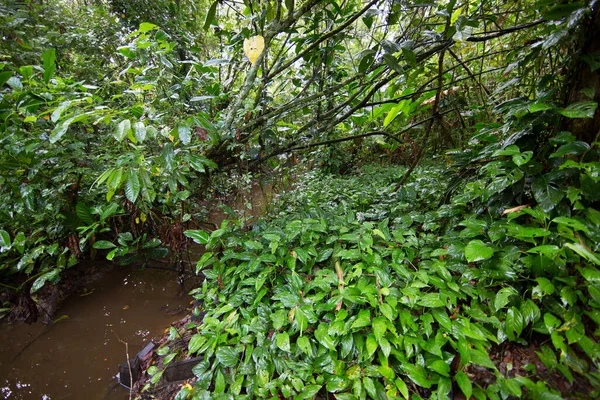 Brezilya 'nın Atlantik yağmur ormanı adı verilen aşılmaz bir bitki karışıklığı ile yoğun tropikal bulut ormanı
