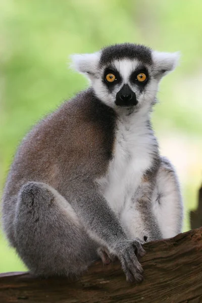 Słodkie Lemur Zoo — Zdjęcie stockowe