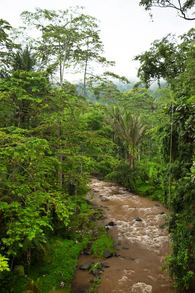 Yeşil orman sahnesinde akan kayalık nehir