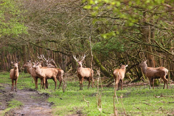 Troupeau Cerfs Sauvages Dans Forêt — Photo