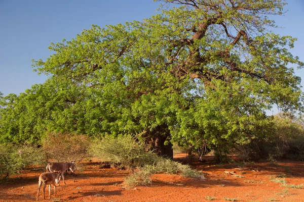 Savanadaki vadinin güzel manzarası 