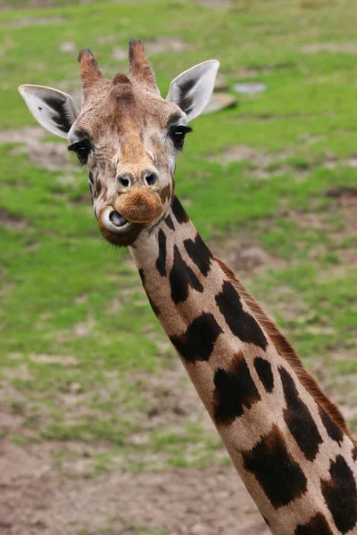 Junge Giraffe Zoo — Stockfoto