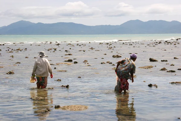 Pescadores Procura Frutos Mar Praia — Fotografia de Stock