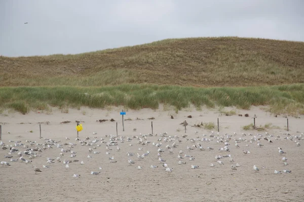 Sahilde bir martı sürüsü