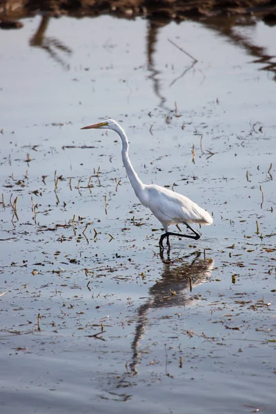 Nehrin Sularındaki Büyük Balıkçıl Vahşi Kuşlar Doğa Hayvan Vahşi Yaşam — Stok fotoğraf