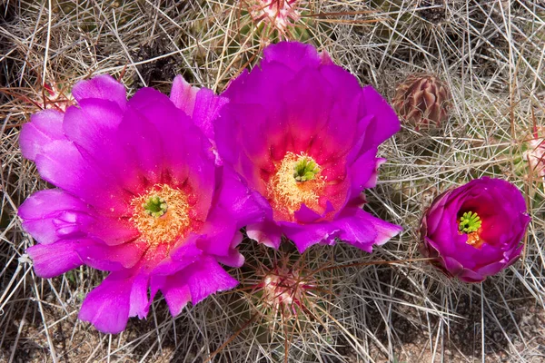 Çölde güzel mor kaktüsler