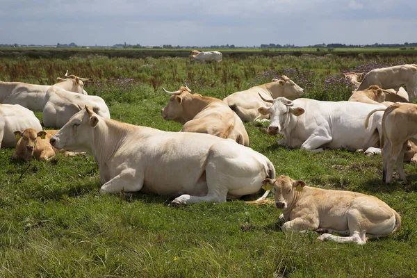 Otlakta otlayan inek sürüsü