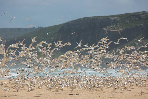Daha büyük ibikli kırlangıçlar sürüsü