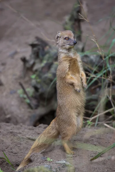 Suricata Bosque —  Fotos de Stock