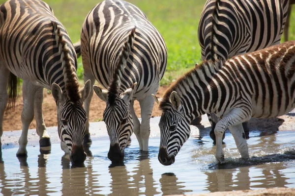 Hjord Slätter Zebra Equus Quagga Står Savannen Slätter Och Dricker — Stockfoto