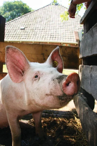 Pig Farm — Stock Photo, Image