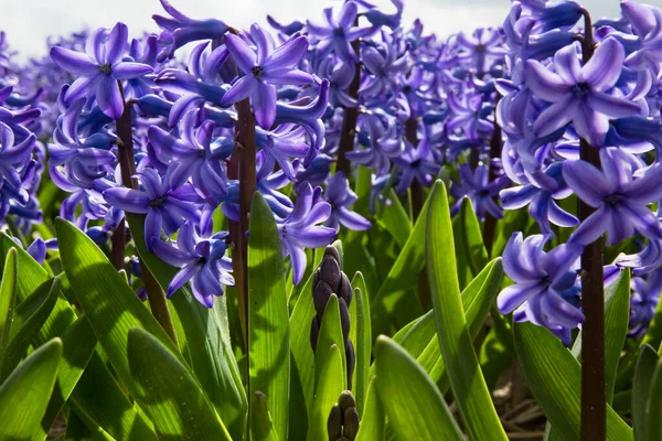 Beautiful Purple Hyacinth Flowers Garden — Stock Photo, Image