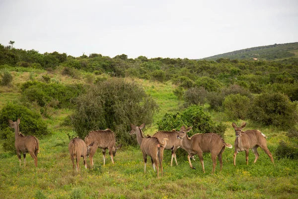 Kilátás Vadon Élő Antilop Szavannában — Stock Fotó