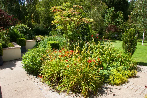 Hermosas Flores Que Crecen Jardín Verano — Foto de Stock