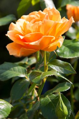 Parlak gün ışığında güzel bir gül çiçeği